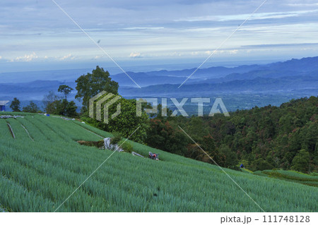 A lush green covered in Mount Sumbing slope of vegetables, taken from an aerial view. 111748128