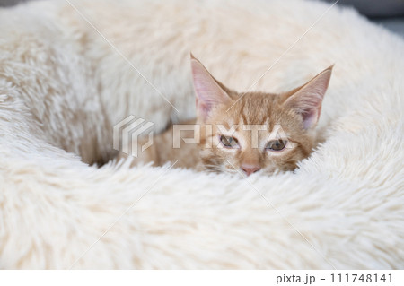 白いベッドでボーッとする仔猫 白いベッドでボーッとする仔猫 111748141