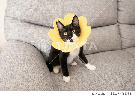 黄色いエリザベスカラーをつけた仔猫 111748142