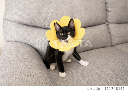 黄色いエリザベスカラーをつけた仔猫 黄色いエリザベスカラーをつけた仔猫 111748182