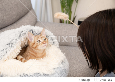 ベッドに入った仔猫と猫じゃらしで遊ぶ女性 111748183