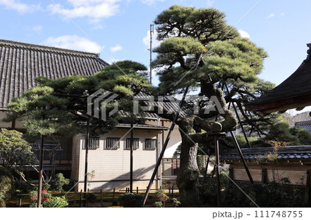 天恩寺の松 徳川家康公ゆかりの寺 天恩寺の松 徳川家康公ゆかりの寺 111748755