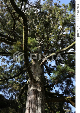 見返り大杉 天恩寺 徳川家康公ゆかりの寺 見返り大杉 天恩寺 徳川家康公ゆかりの寺 111748763