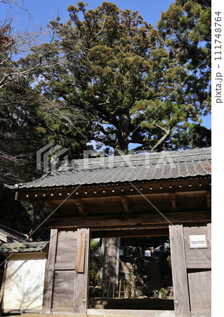 山門と大杉 天恩寺 徳川家康公ゆかりの寺 山門と大杉 天恩寺 徳川家康公ゆかりの寺 111748764