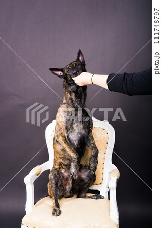 Friendship between Human and dog, feeding and taking paw in hand 111748797