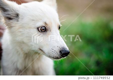 Cute little white puppy 111749552