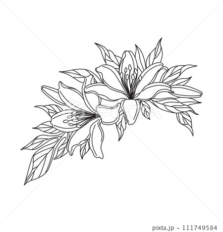 Lily Flowers Bunch Linear Drawing 111749584