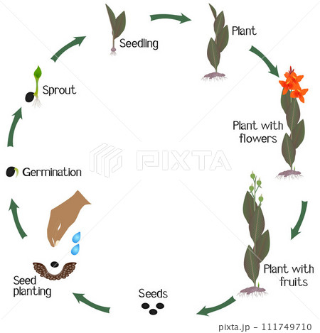 A growth cycle of cannas plant on a white background. A growth cycle of cannas plant on a white background. 111749710