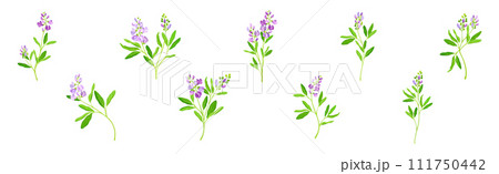 Blooming Alfalfa Plant with Purple Floret and Green Stem Vector Set Blooming Alfalfa Plant with Purple Floret and Green Stem Vector Set 111750442