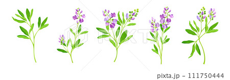 Blooming Alfalfa Plant with Purple Floret and Green Stem Vector Set 111750444