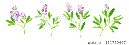 Blooming Alfalfa Plant with Purple Floret and Green Stem Vector Set Blooming Alfalfa Plant with Purple Floret and Green Stem Vector Set 111750447