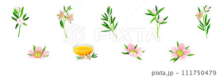 Manuka or Tea Tree as Flowering Plant with Pink Flowers and Sweet Honey Vector Set 111750479