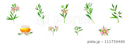 Manuka or Tea Tree as Flowering Plant with Pink Flowers and Sweet Honey Vector Set Manuka or Tea Tree as Flowering Plant with Pink Flowers and Sweet Honey Vector Set 111750480