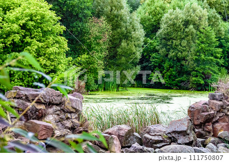 Beautiful grass swamp reed growing on shore reservoir in countryside 111750807