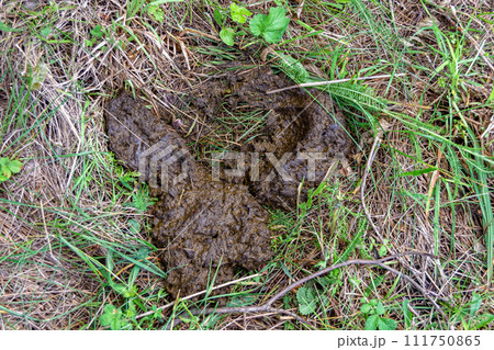 Photography on theme fresh cow dung lies on manure animal farm Photography on theme fresh cow dung lies on manure animal farm 111750865