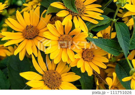 Fine wild growing flower aster false sunflower on background meadow Fine wild growing flower aster false sunflower on background meadow 111751026