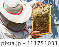 Winged bee slowly flies to beekeeper collect nectar on private apiary 111751031