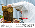 Winged bee slowly flies to beekeeper collect nectar on private apiary 111751037