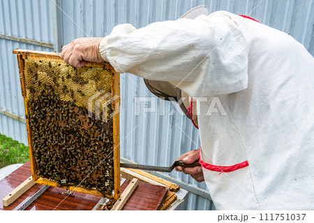 Winged bee slowly flies to beekeeper collect nectar on private apiary Winged bee slowly flies to beekeeper collect nectar on private apiary 111751037