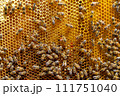 Abstract hexagon structure is honeycomb from bee hive filled 111751040