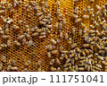 Abstract hexagon structure is honeycomb from bee hive filled 111751041