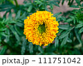 Fine wild growing flower marigold calendula on background meadow 111751042