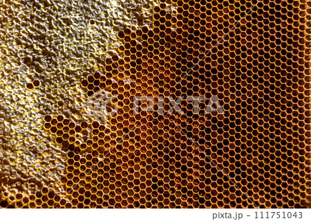 Drop of bee honey drip from hexagonal honeycombs filled with golden nectar 111751043