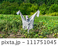 Scary scarecrow in garden discourages hungry birds 111751045