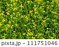 Photography on theme fine wild growing flower mustard on background meadow 111751046