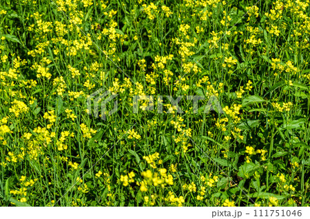 Photography on theme fine wild growing flower mustard on background meadow 111751046