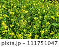 Photography on theme fine wild growing flower mustard on background meadow 111751047