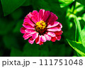 Beautiful wild growing flower zinnia elegans on background meadow 111751048