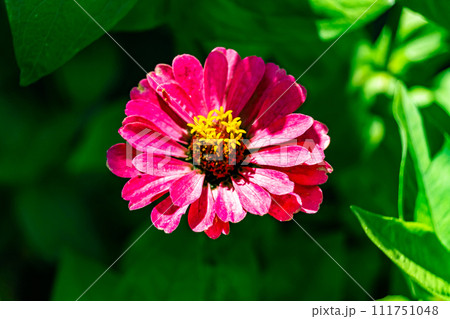 Beautiful wild growing flower zinnia elegans on background meadow 111751048