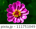 Beautiful wild growing flower zinnia elegans on background meadow 111751049