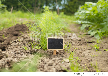 Black blank billboard against green field landscape. Empty mockup template. Blackboard label at dill farm land. Black blank billboard against green field landscape. Empty mockup template. Blackboard label at dill farm land. 111751930