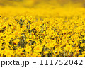 Close-up of beautiful yellow wild flowers on the meadow 111752042