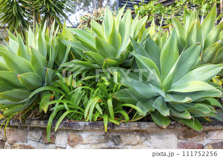 A large green plant in a domestic garden in regional Australia 111752256