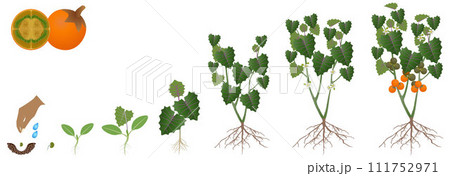 Cycle of growth of naranjilla plant isolated on a white background. 111752971
