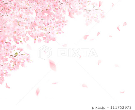 幻想的で美しいピンク色の桜の花と花びら春の水彩風白バックフレーム背景素材イラスト 111752972