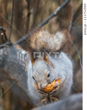The squirrel with nut sits on tree in the autumn. Eurasian red squirrel, Sciurus vulgaris. 111752989
