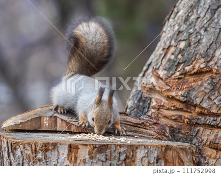 A squirrel sits on a stump and eats nuts in autumn. A squirrel sits on a stump and eats nuts in autumn. 111752998
