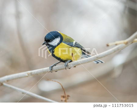 Cute bird Great tit, songbird sitting on the branch with blurred background 111753015
