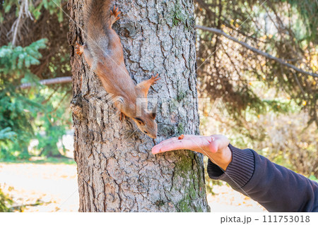 A squirrel in the autumn eats nuts from a human hand. Eurasian red squirrel, Sciurus vulgaris 111753018
