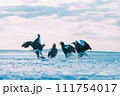 北海道の流氷の上で越冬するオオワシ 111754017