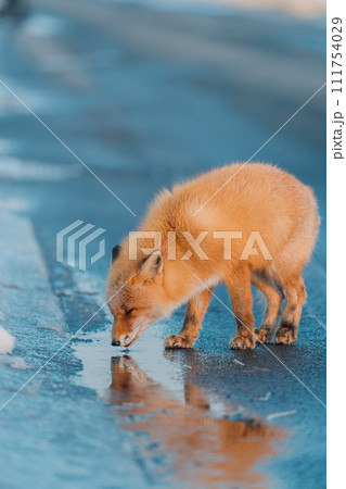 冬の森を歩くキタキツネ 冬の森を歩くキタキツネ 111754029