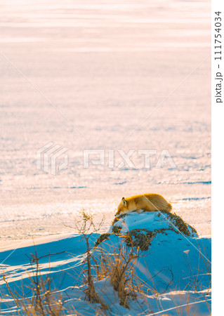 冬の森を歩くキタキツネ 冬の森を歩くキタキツネ 111754034