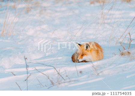 冬の森を歩くキタキツネ 冬の森を歩くキタキツネ 111754035