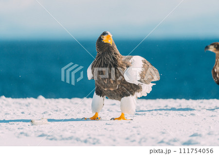 流氷の上を飛ぶオジロワシ 流氷の上を飛ぶオジロワシ 111754056