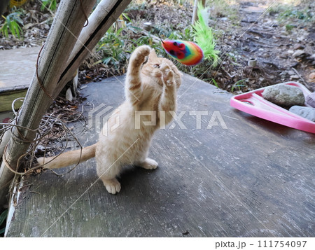 夢中になって遊ぶ可愛い子猫 111754097