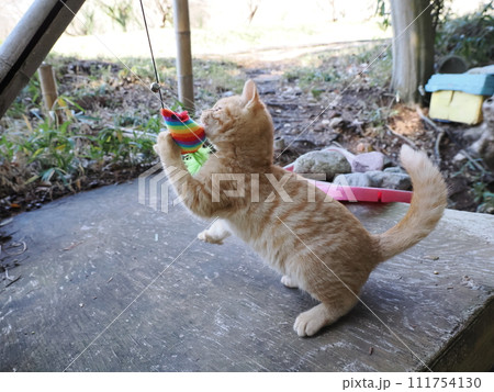 夢中になって遊ぶ可愛い子猫 111754130
